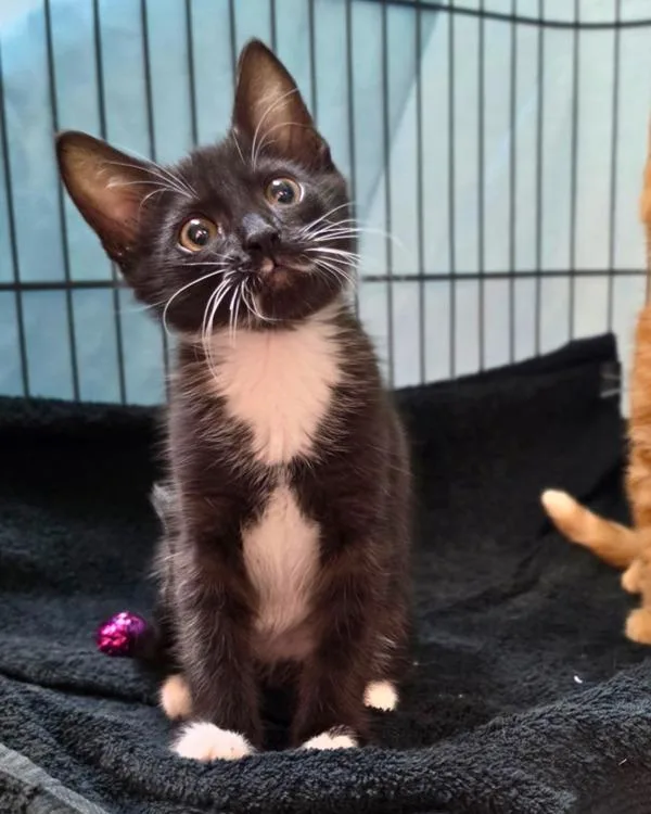 A baby small-sized male Domestic Short Hair cat named Disco for adoption in Novato, CA