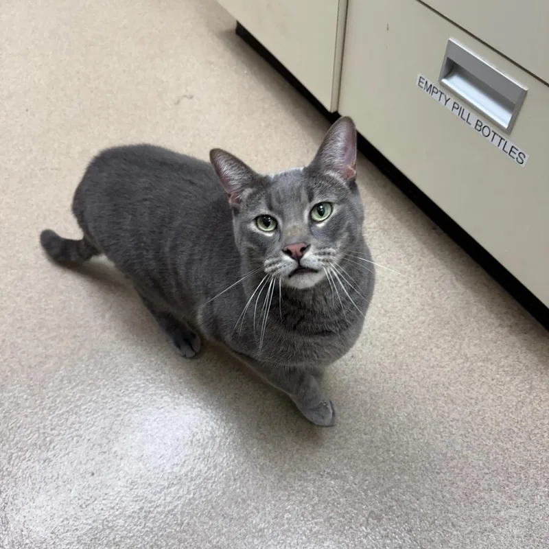 An adult large-sized male Gray / Blue / Silver Domestic Short Hair cat named Pippin for adoption in Oshkosh, WI