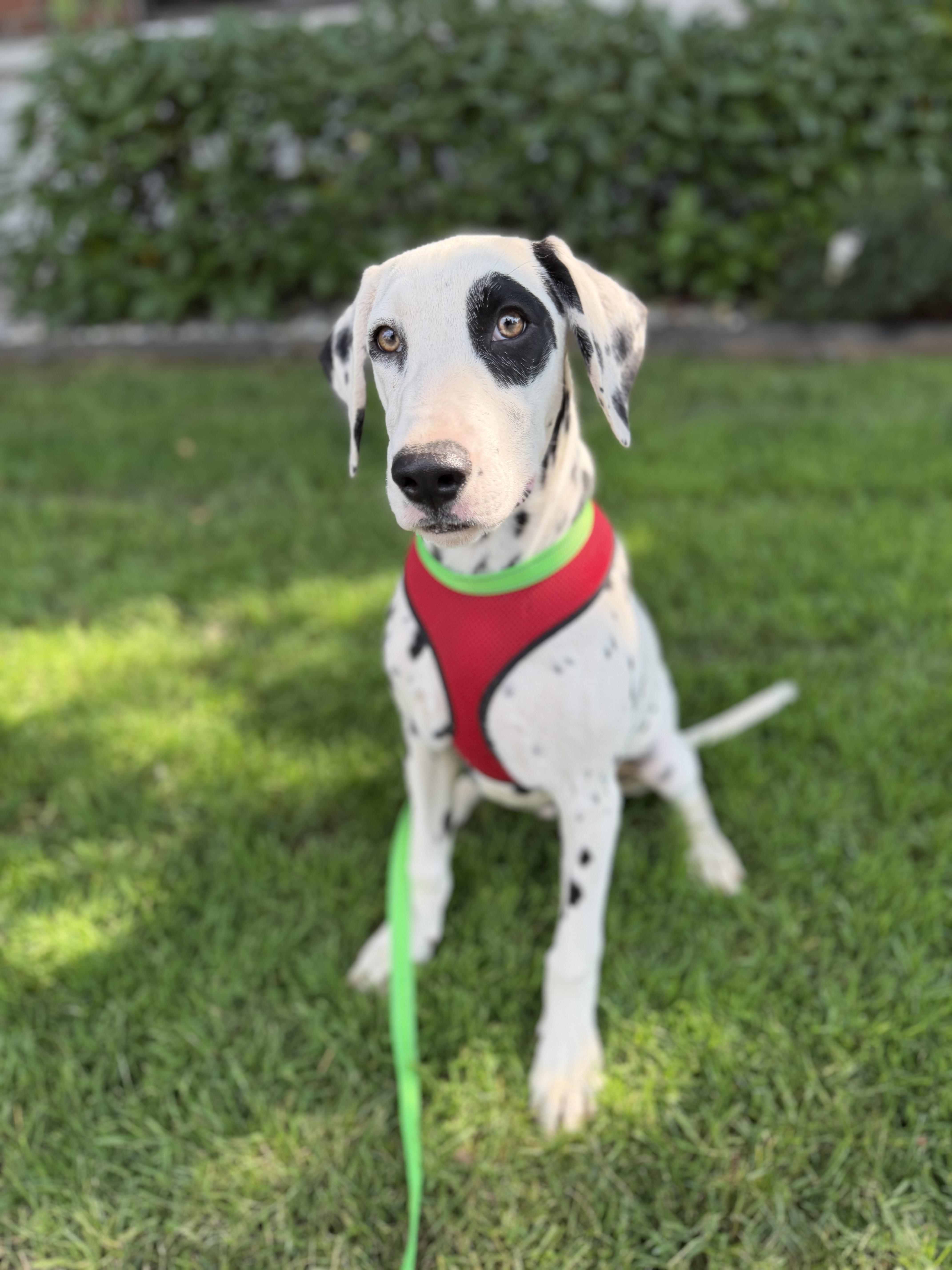 A baby medium-sized male Black Dalmatian dog named Rolly for adoption in lynnwood , WA