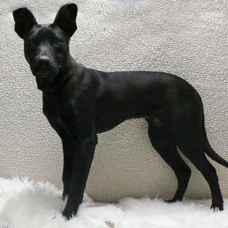 An adult large-sized male Black Mixed Breed dog named Rollins aka Happy for adoption in Casa Grande, AZ