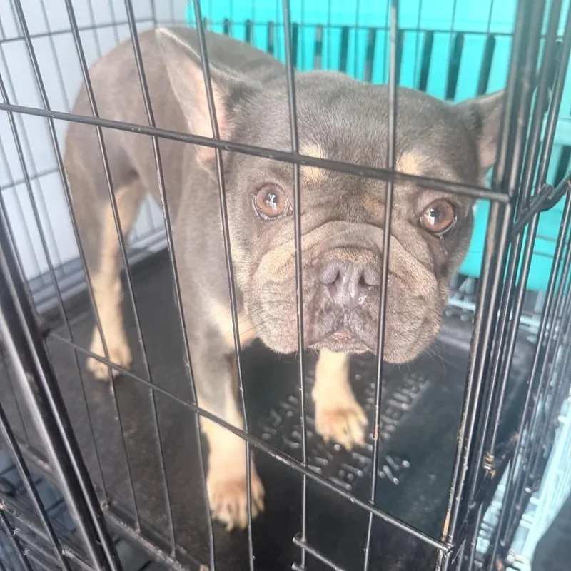 An adult medium-sized female Gray / Blue / Silver French Bulldog dog named Violet for adoption in Jupiter, FL