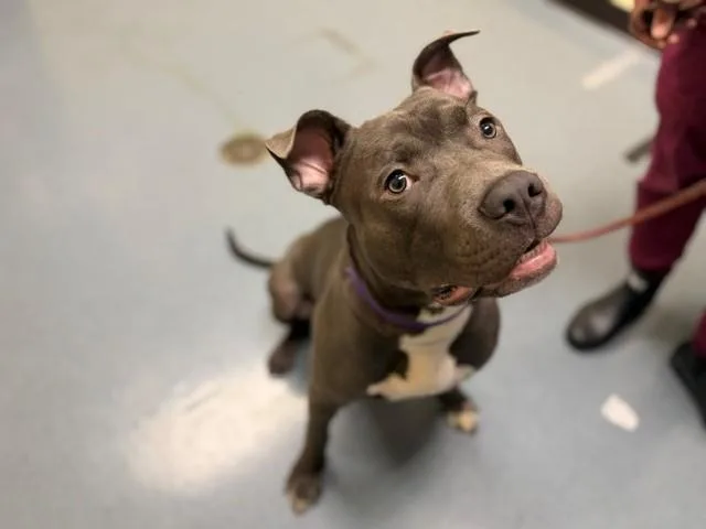 A young large-sized male Pit Bull Terrier dog named Dobie for adoption in Denver, CO