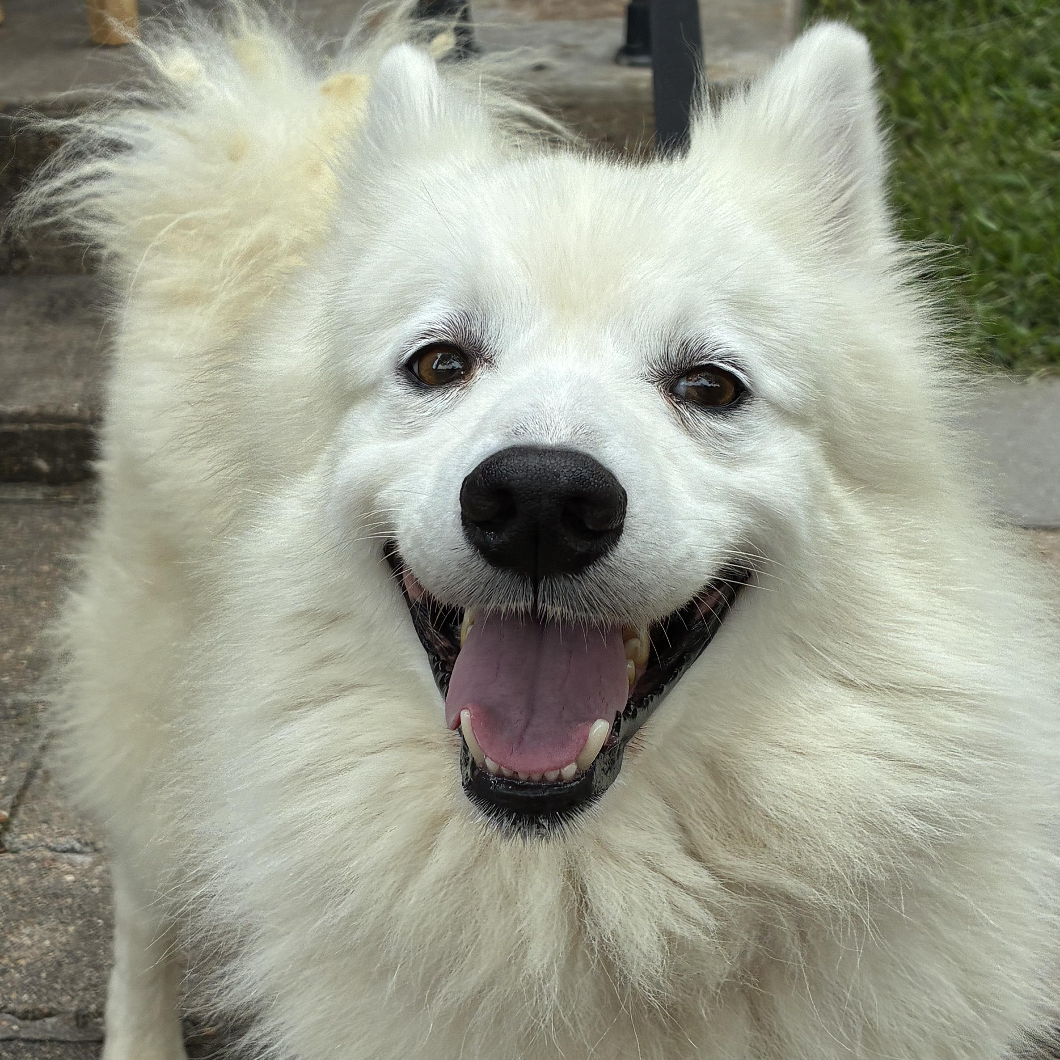 An adult medium-sized male White / Cream American Eskimo Dog dog named Avalanche for adoption in Houston, TX