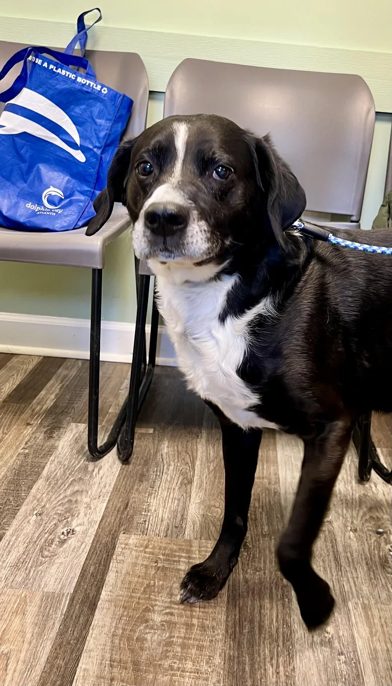 Chewy & Dee thumbnail 2