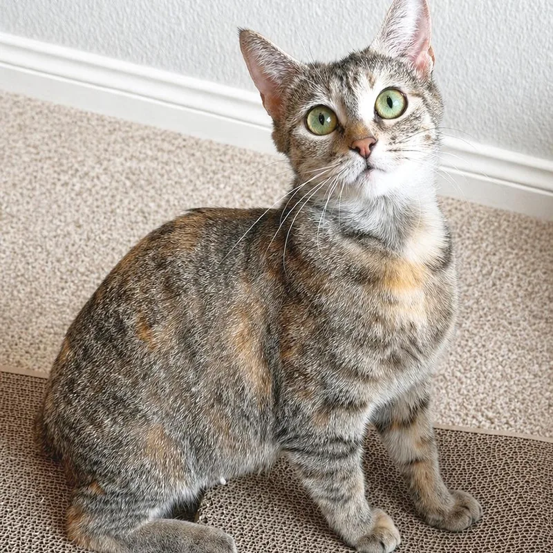 A young medium-sized female Buff / Tan / Fawn Domestic Short Hair cat named Charlotte for adoption in Flower Mound, TX