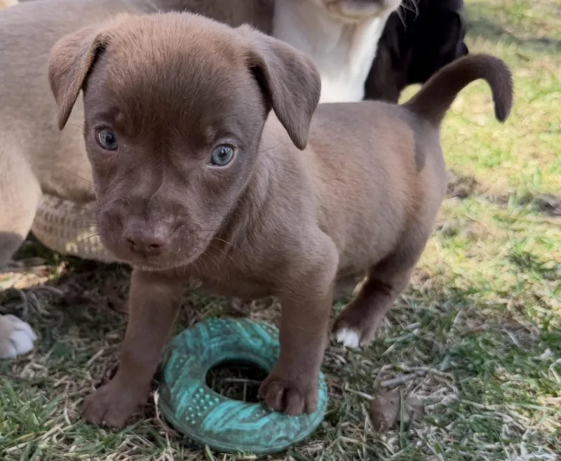 A baby medium-sized female Brown / Chocolate Labrador Retriever dog named Hazel for adoption in Union Grove, WI