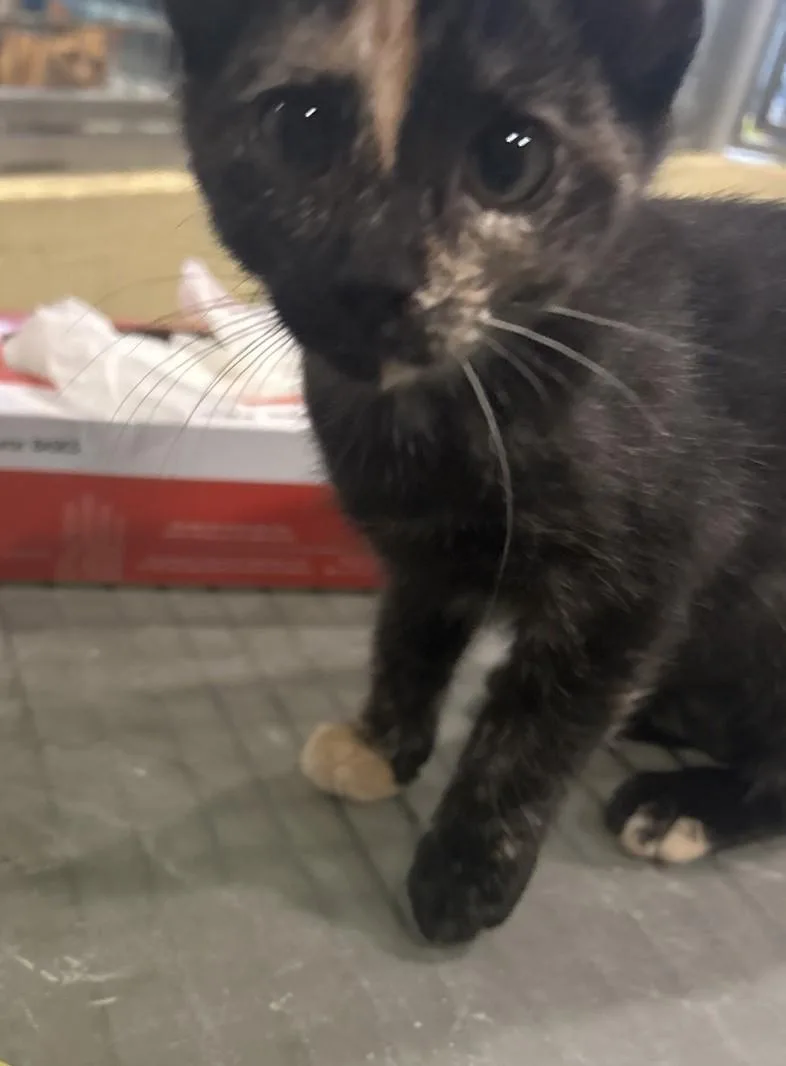 A baby medium-sized female Black Domestic Short Hair cat named Anna for adoption in Charleston, SC