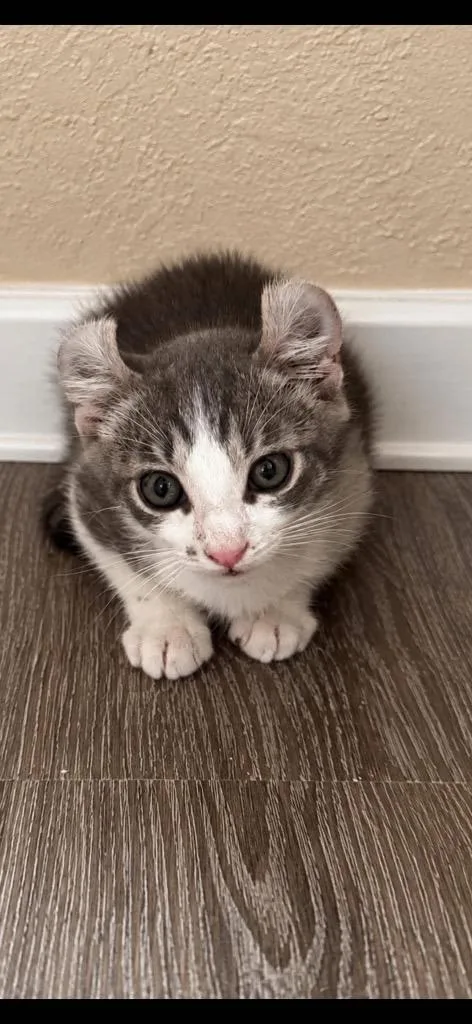 A baby medium-sized male American Curl cat named Mickey for adoption in Ada, OK