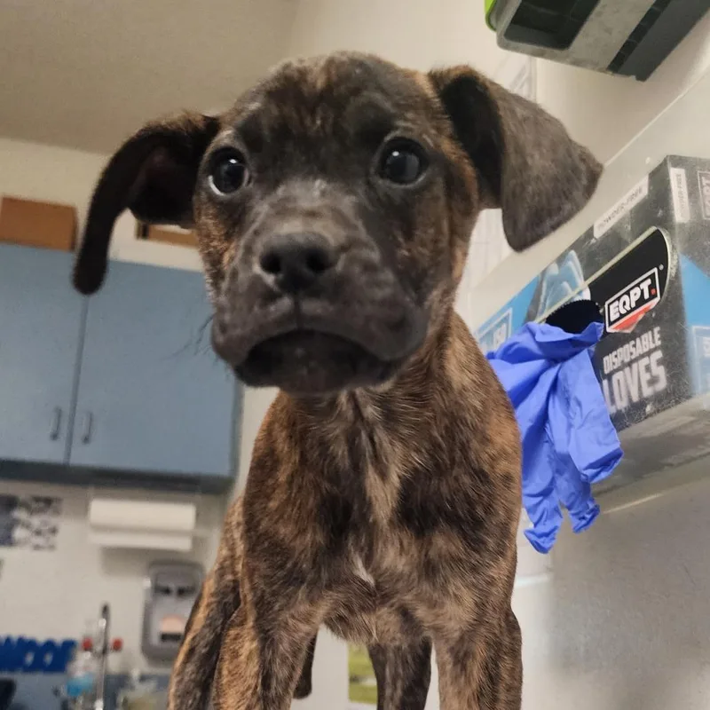 A baby small-sized female Brindle Mixed Breed dog named Alluring for adoption in Charleston, WV