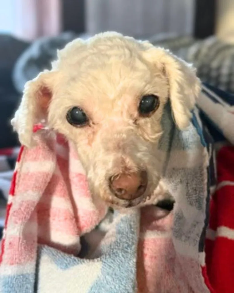 A senior small-sized female White / Cream Toy Poodle dog named Ellen for adoption in Valley Village, CA