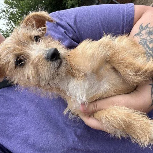 A baby small-sized male Apricot / Beige Terrier dog named Squid for adoption in Broken Arrow, OK