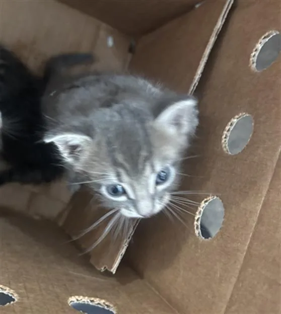 A baby medium-sized female Domestic Short Hair cat named June for adoption in Dallas, TX