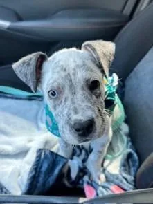 Spot Dot thumbnail 2