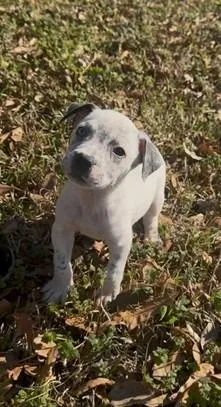 Spot Dot thumbnail 3