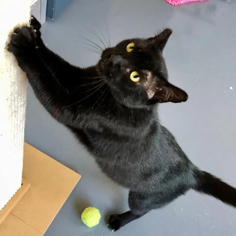 A young large-sized male Black Domestic Short Hair cat named Casey for adoption in Lodi, CA