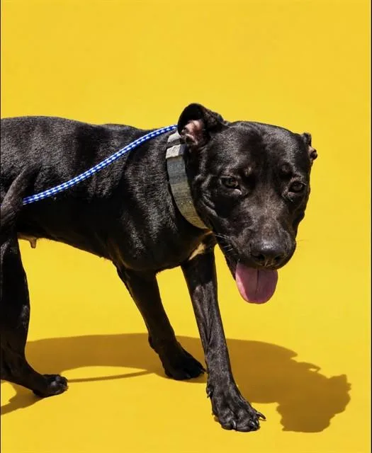 A young medium-sized female Mixed Breed dog named Violet for adoption in Jacksonville, FL
