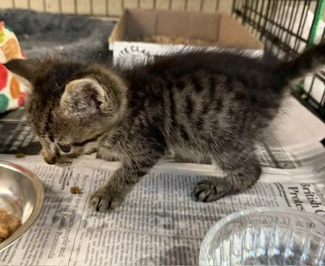 A young medium-sized male Domestic Short Hair cat named Ziggy for adoption in Apollo, PA