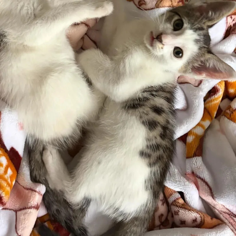 A baby small-sized male Domestic Short Hair cat named Rex for adoption in Tallahassee, FL