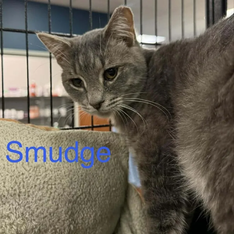 A young small-sized male Gray / Blue / Silver Domestic Short Hair cat named Smudge for adoption in Richmond, IN