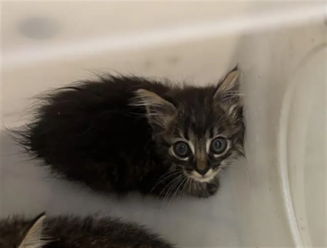 A baby medium-sized female Domestic Short Hair cat named River for adoption in Dallas, TX