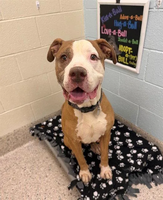 An adult large-sized male Pit Bull Terrier dog named Athanos for adoption in Fort Collins, CO