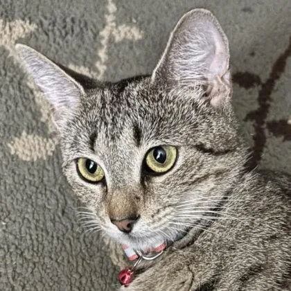 An adult medium-sized female Domestic Short Hair cat named Nora River for adoption in Hudson, MA
