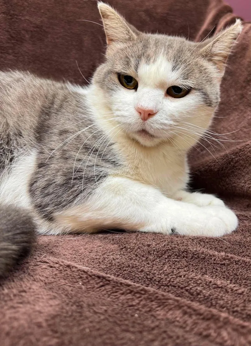 An adult medium-sized female Gray & White Domestic Short Hair cat named Magnolia for adoption in Alexandria, MN