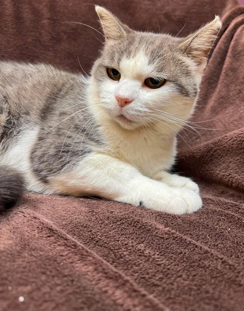 Magnolia thumbnail 3