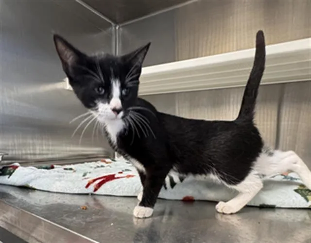 A baby medium-sized male Domestic Short Hair cat named Harley for adoption in Tustin, CA