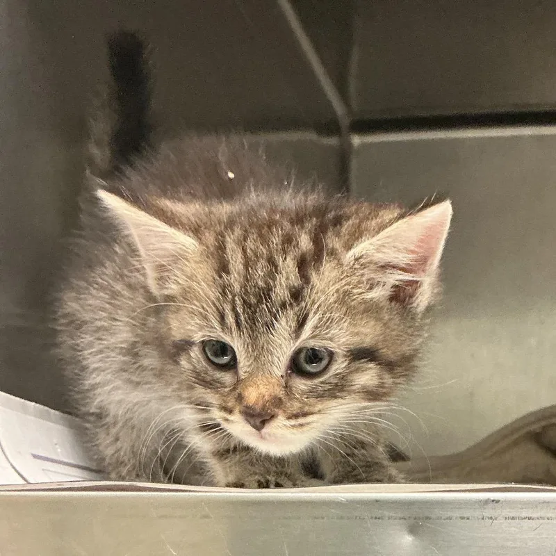 A baby small-sized female Gray / Blue / Silver Domestic Short Hair cat named Saturn for adoption in Elizabeth City, NC