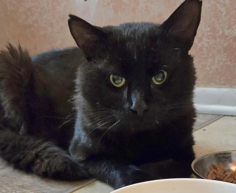 An adult large-sized male Black Domestic Short Hair cat named Blackjack for adoption in Colonia, NJ