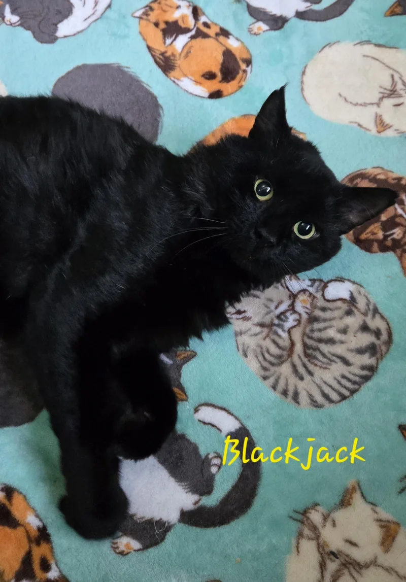 Blackjack thumbnail 2