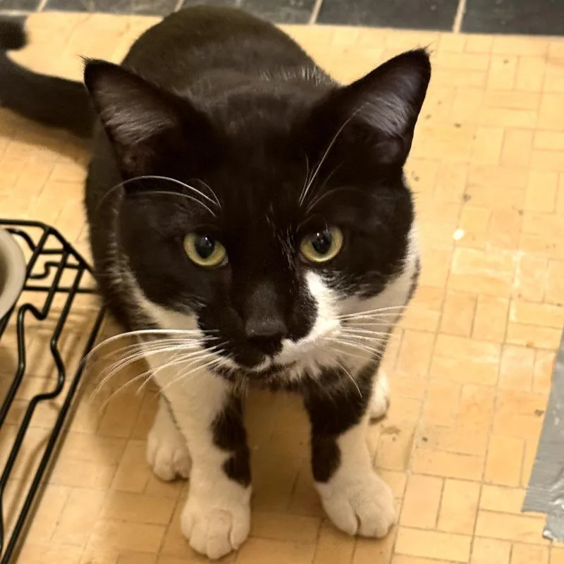 A young medium-sized male Black Domestic Short Hair cat named Trevor @pawz Pet Cafe for adoption in Carmel, IN