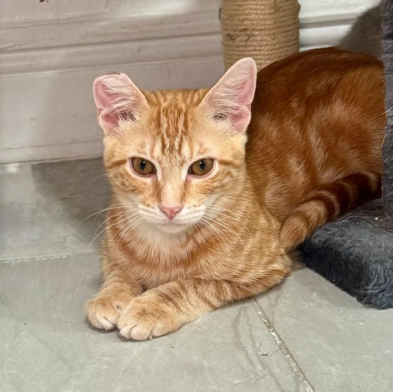 A baby small-sized male Domestic Short Hair cat named Milo for adoption in Miami, FL