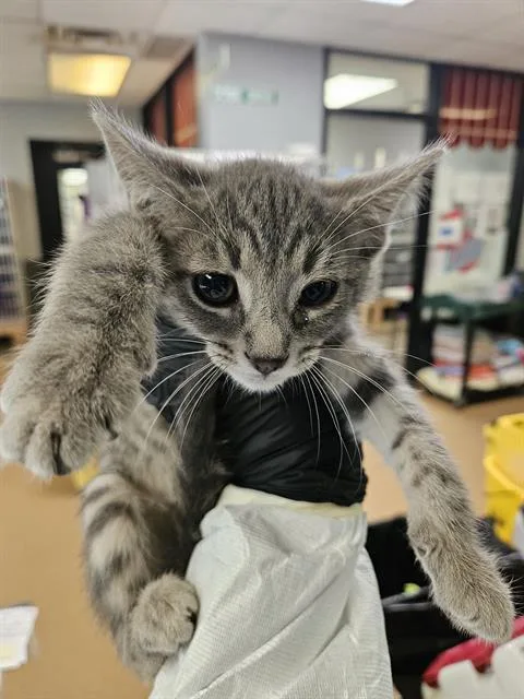 A baby small-sized female Domestic Short Hair cat named Cherry for adoption in Omaha, NE