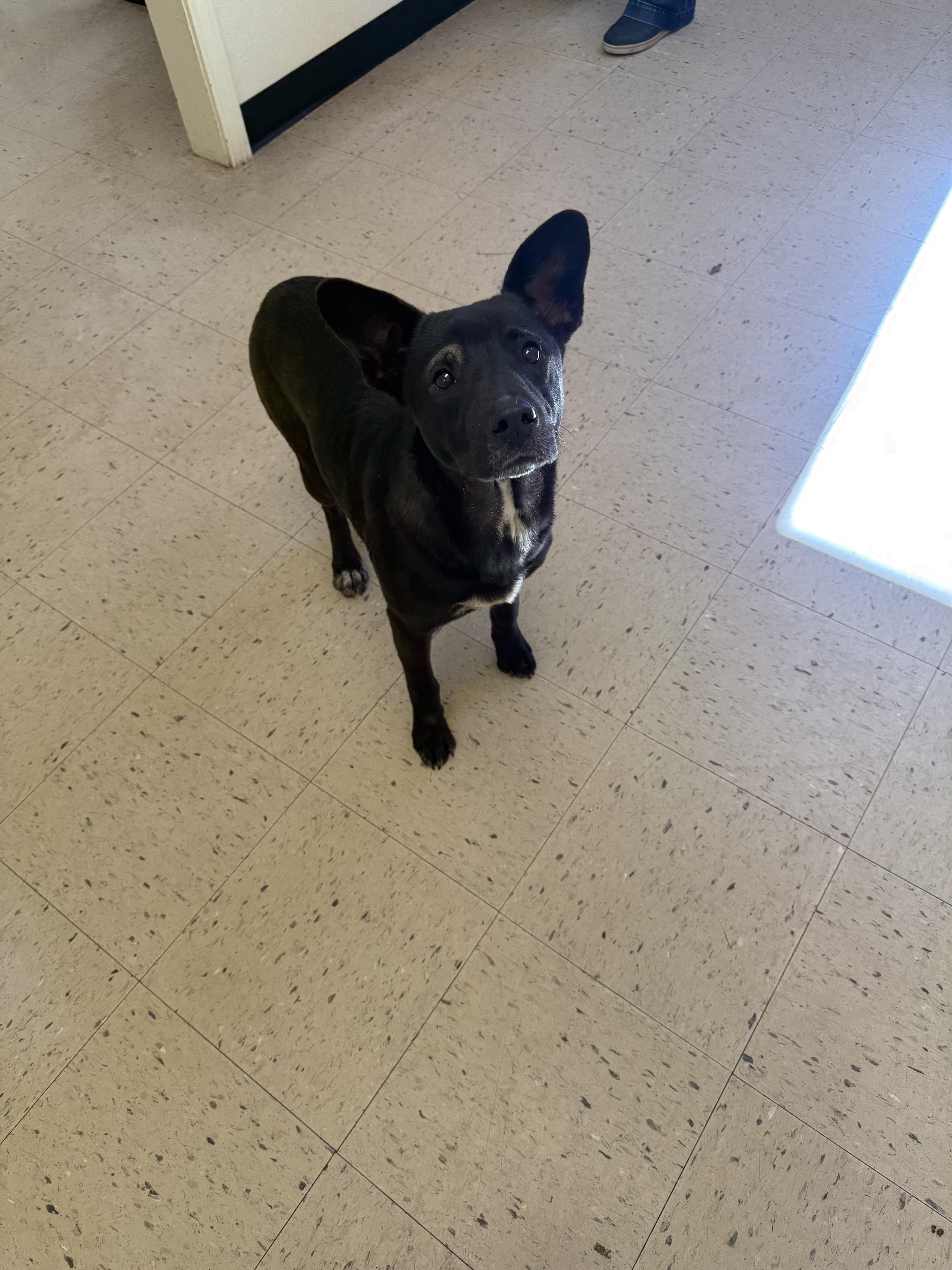 An adult medium-sized female Black Mixed Breed dog named Chloe for adoption in Elberton, GA