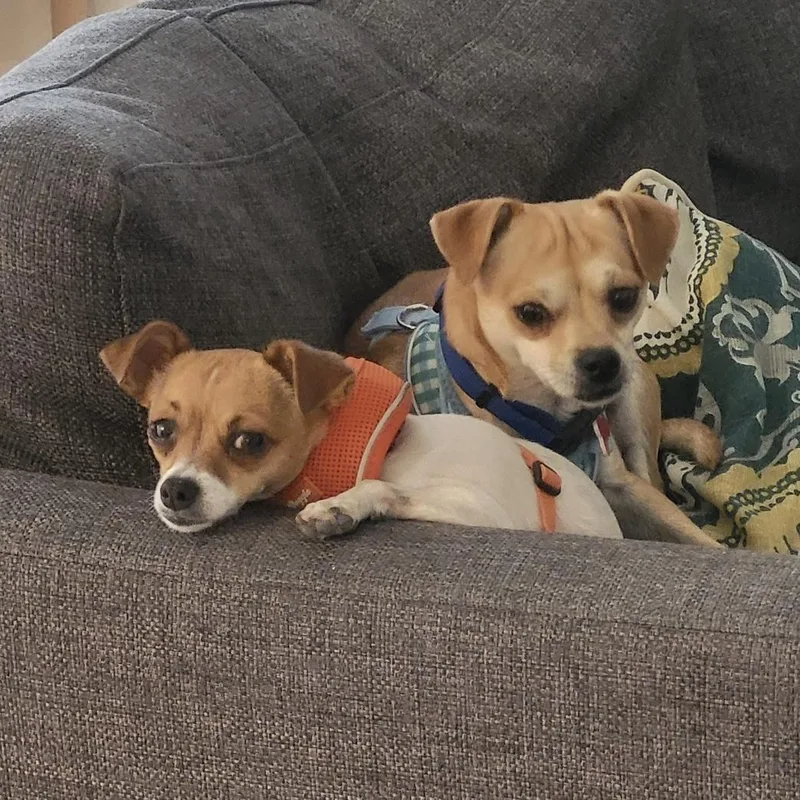 Mocha & Mojo thumbnail 4