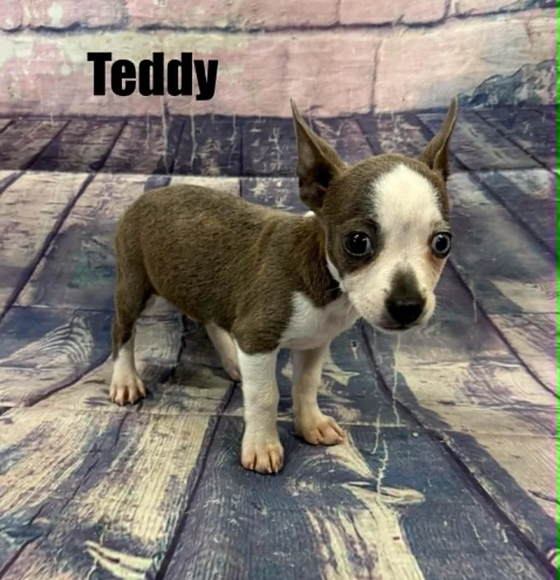 A baby small-sized male Gray / Blue / Silver Boston Terrier dog named Teddy for adoption in Quincy, MI