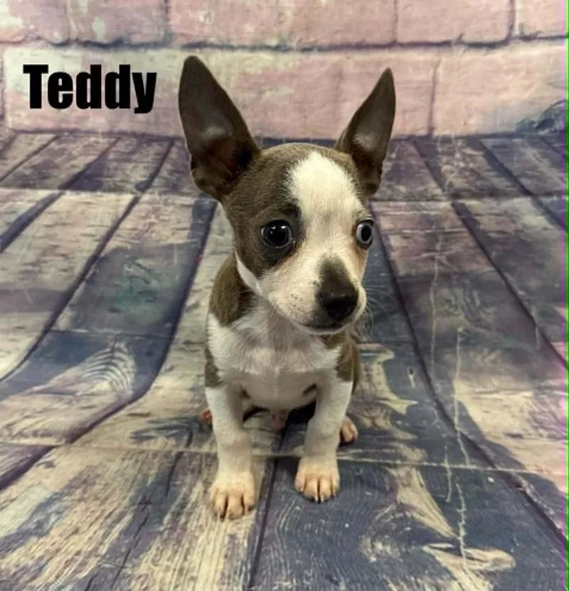 Teddy thumbnail 2