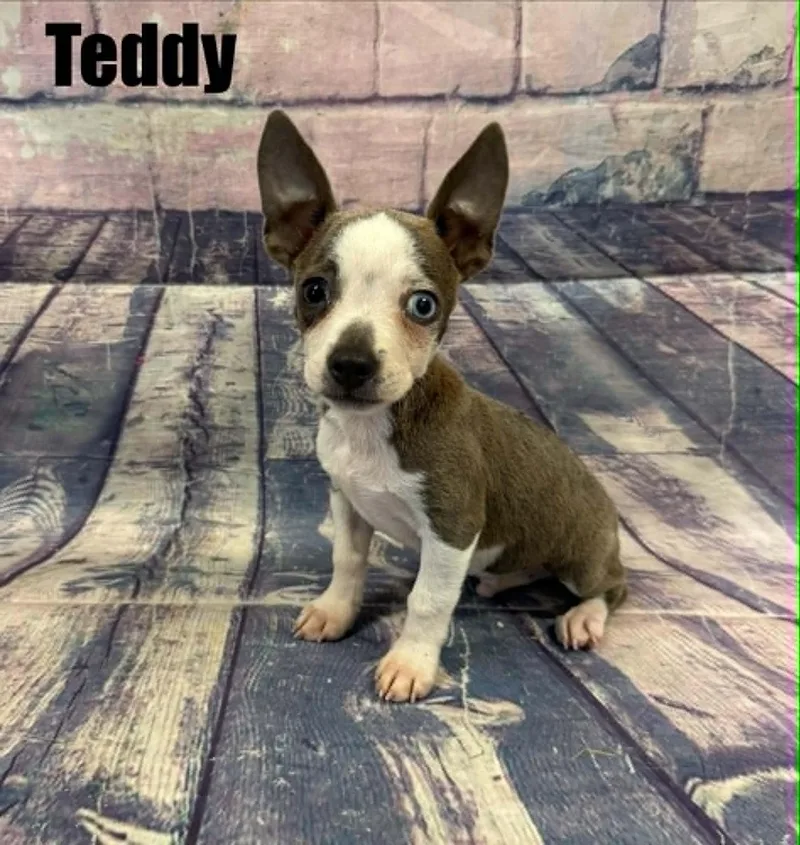 Teddy thumbnail 3