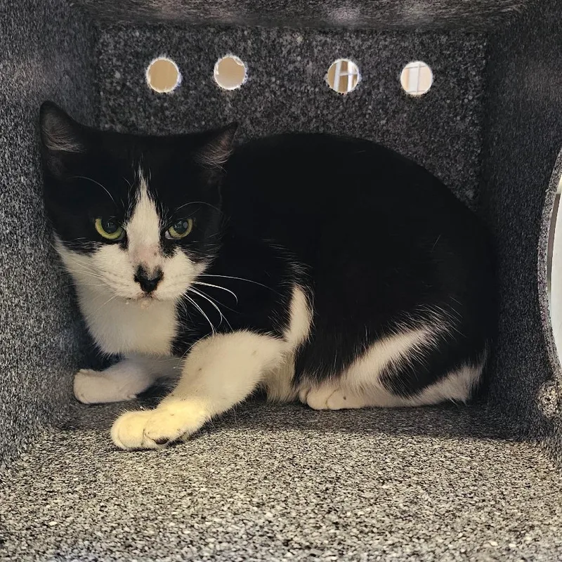 A young medium-sized female White Domestic Short Hair cat named Zoe for adoption in Naples, FL