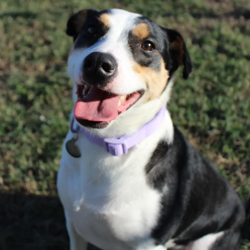 An adult medium-sized female Australian Cattle Dog / Blue Heeler dog named River for adoption in Owasso, OK