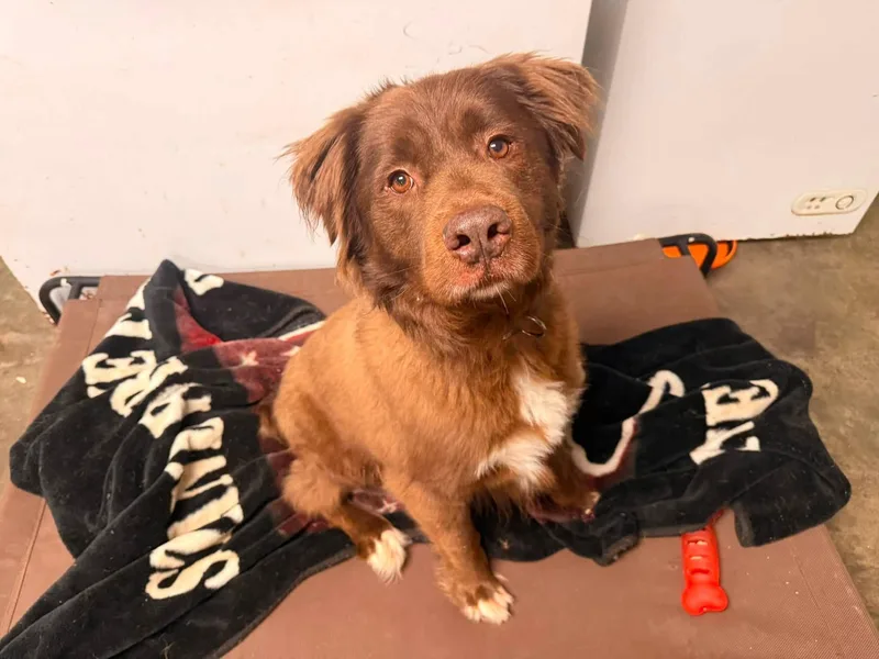 An adult large-sized male Brown / Chocolate Australian Shepherd dog named Chubbs for adoption in Indianapolis, IN