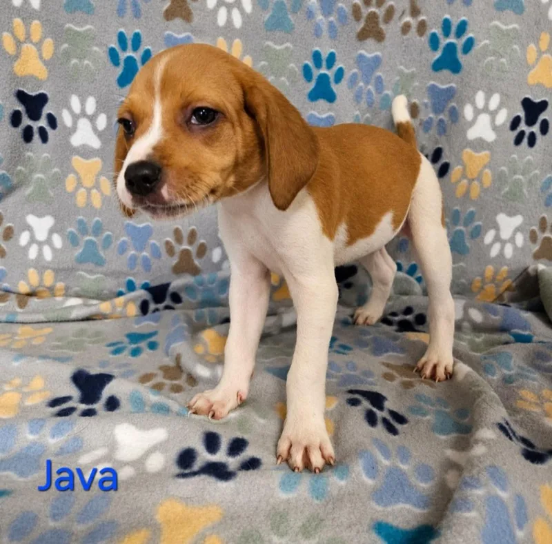 A baby small-sized male Hound dog named Java for adoption in Wabash, IN