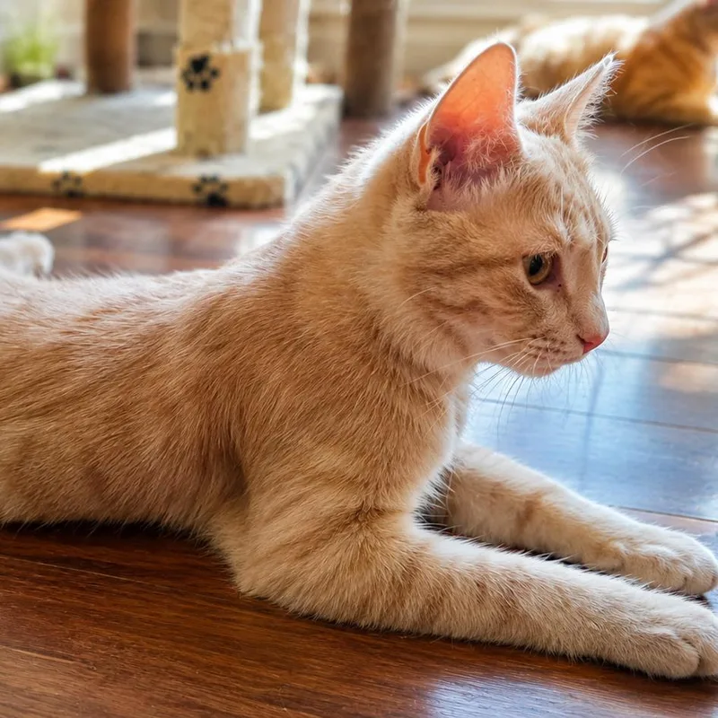An adult small-sized male Buff / Tan / Fawn Domestic Short Hair cat named Jackson for adoption in Waldorf, MD