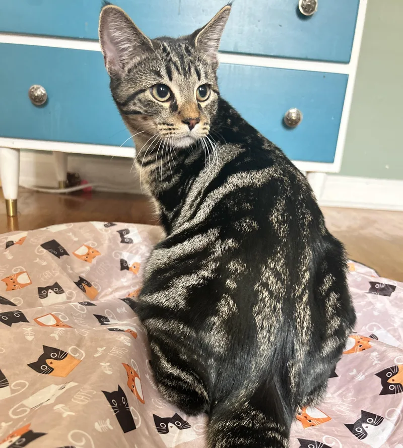 A baby medium-sized male Tabby (Brown / Chocolate) Domestic Short Hair cat named Indigo for adoption in Pittsburgh, PA