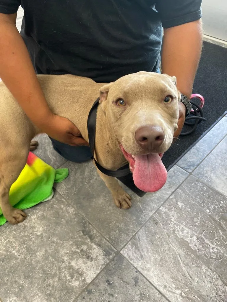 A baby large-sized male Mixed Breed dog named Tuntun for adoption in Oxford, NC