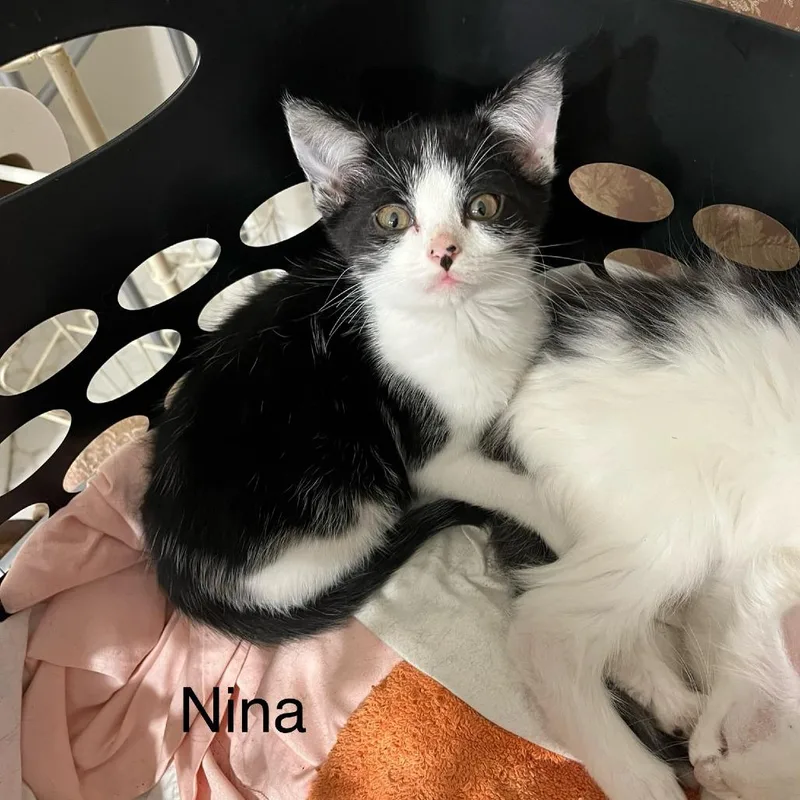 A young small-sized female Black Domestic Short Hair cat named Nina for adoption in Corydon, IN