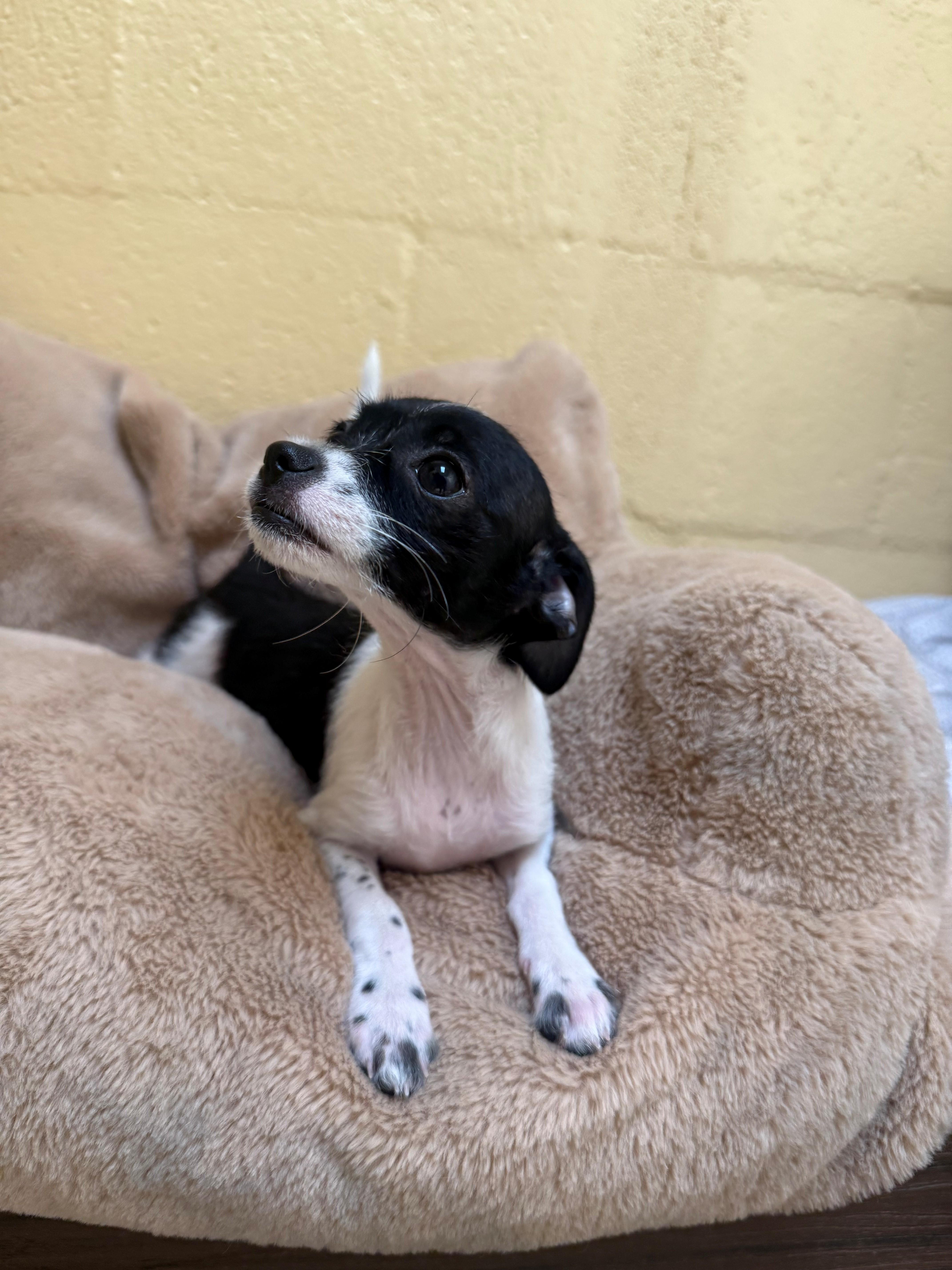 A young small-sized female Cairn Terrier dog named Arnette for adoption in Laguna Beach, CA