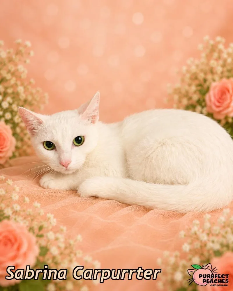 An adult medium-sized female Domestic Short Hair cat named Sabrina Carpurrter for adoption in Douglasville, GA